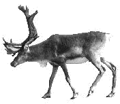 Kuva